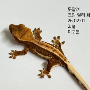 릴리화이트 크림