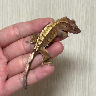 노멀 할로윈