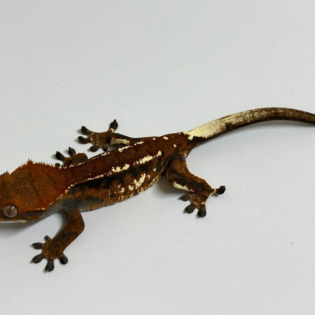 카푸치노 텐저린