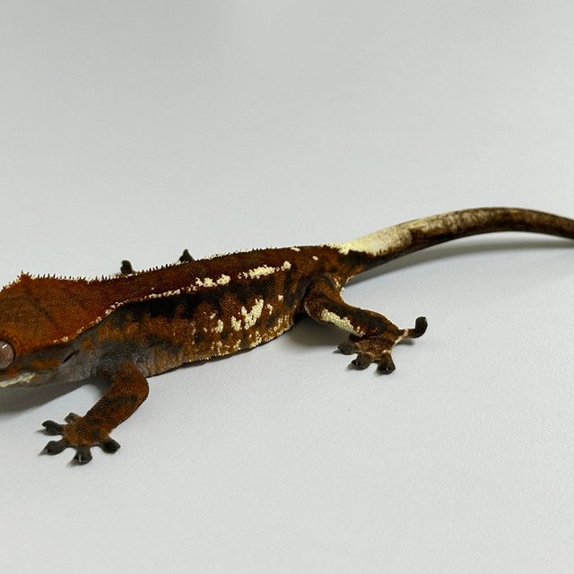 카푸치노 텐저린