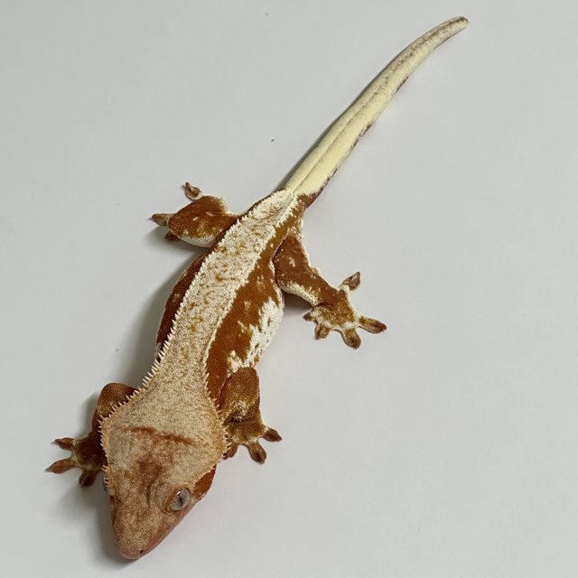 릴리화이트 레드