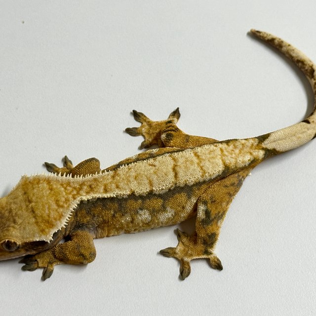 노멀 트라이 익스트림할리퀸