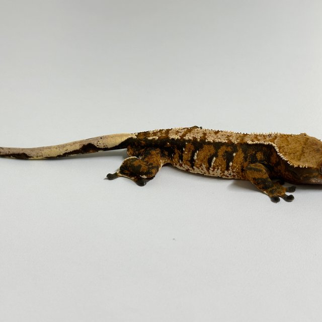 노멀 트라이 텐저린 익스트림할리퀸