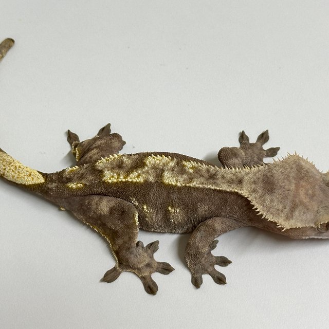 노멀 트라이 익스트림할리퀸 레드