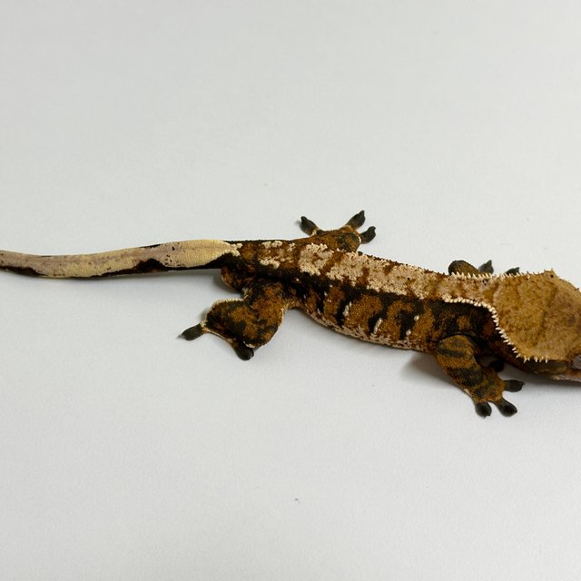 노멀 트라이 텐저린 익스트림할리퀸