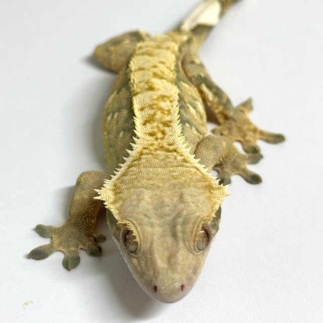 노멀 트라이 익스트림할리퀸