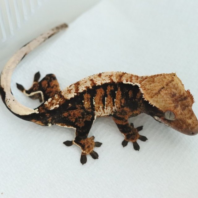 노멀 트라이 익스트림할리퀸 텐저린