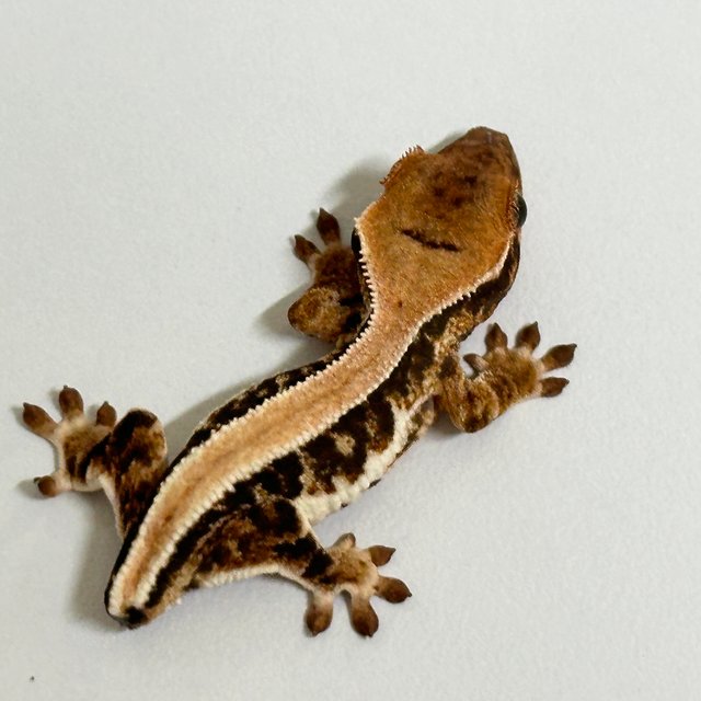 릴리화이트 솔리드백