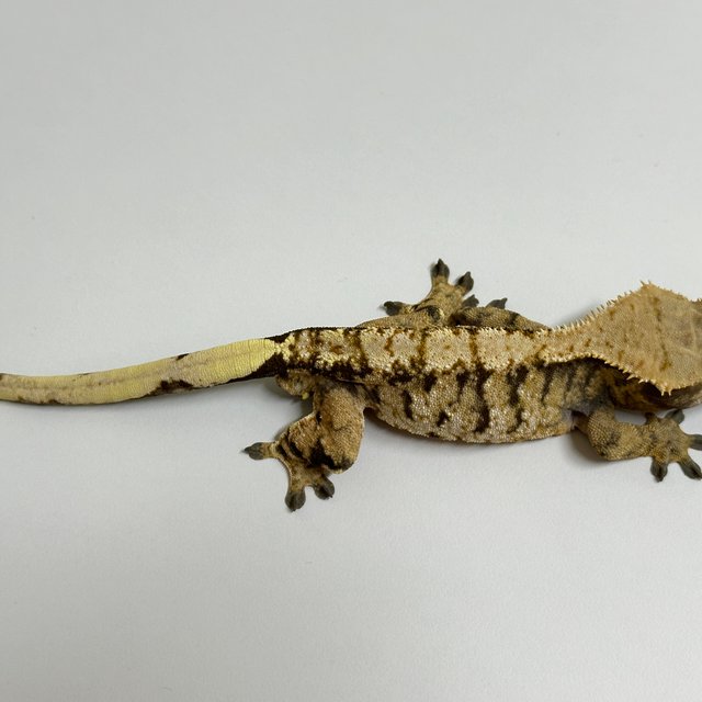 노멀 트라이 익스트림할리퀸 타이거