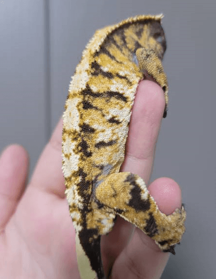 노멀 트라이 익스트림할리퀸