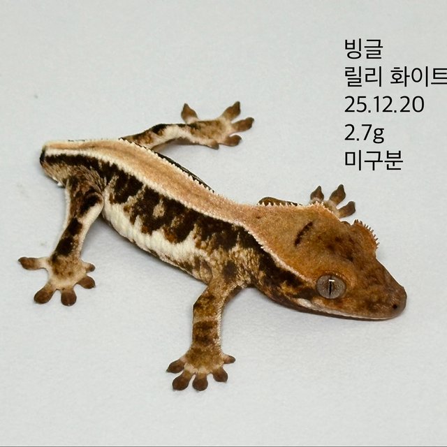 릴리화이트 솔리드백