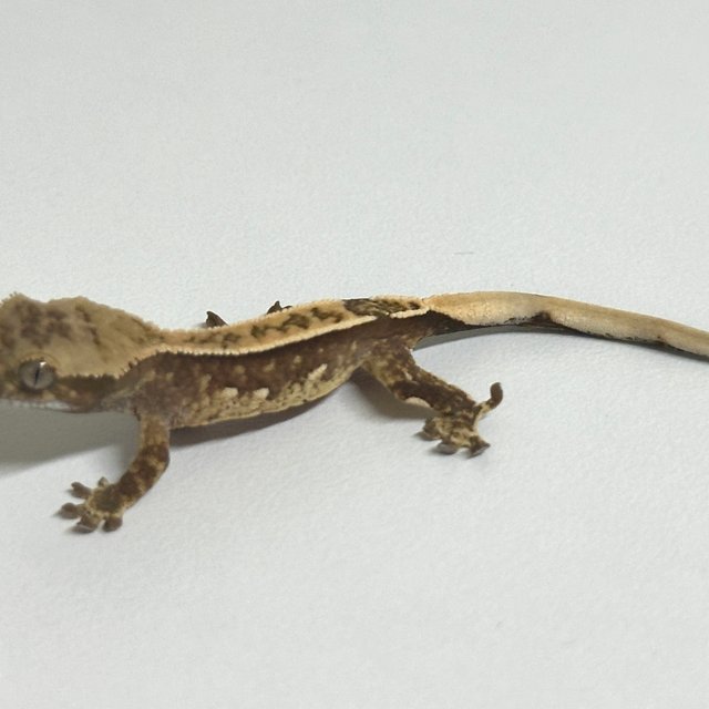 노멀 핀스트라이프