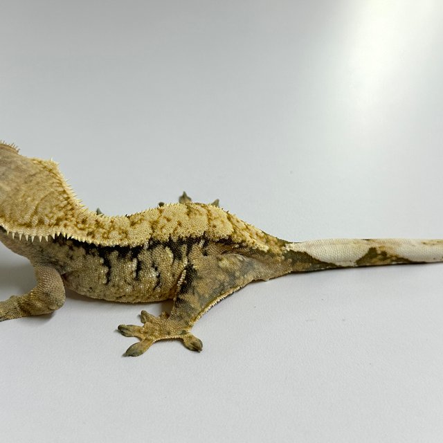 노멀 트라이 익스트림할리퀸