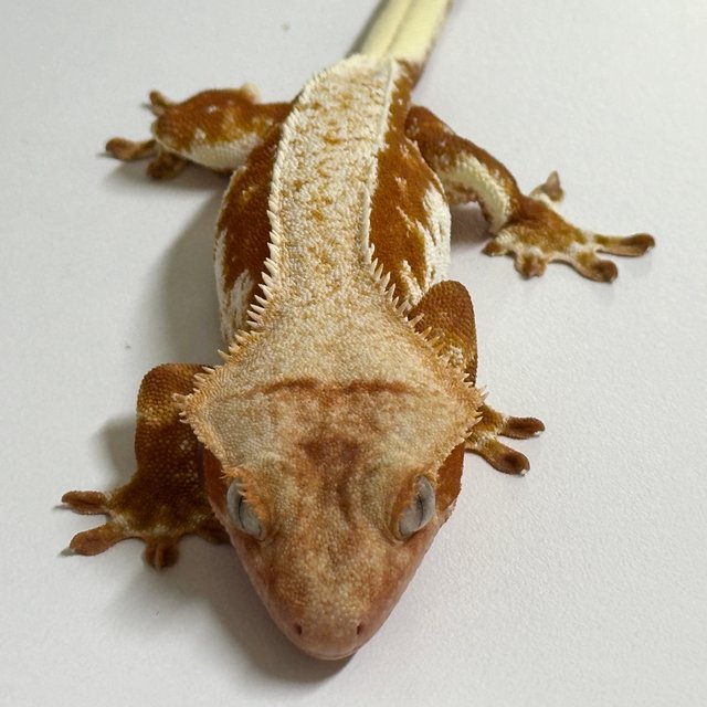 릴리화이트 레드