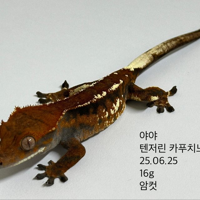 카푸치노 텐저린