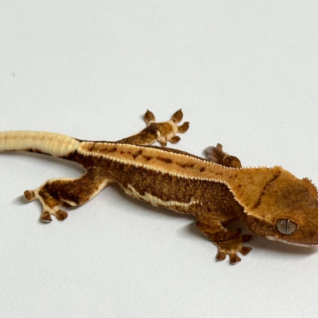 릴리화이트 크림