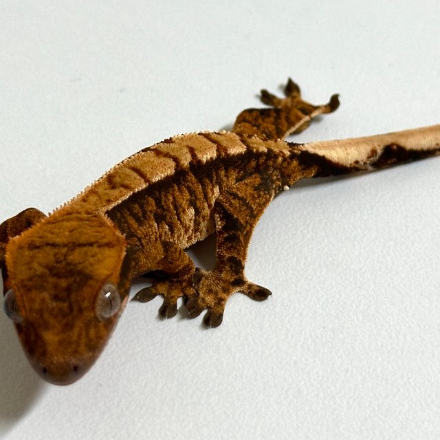 노멀 트라이 익스트림할리퀸 텐저린