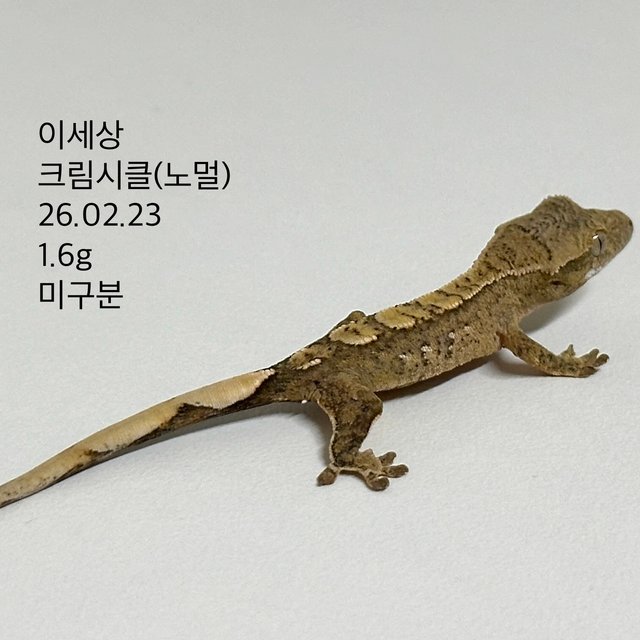 노멀 크림시클