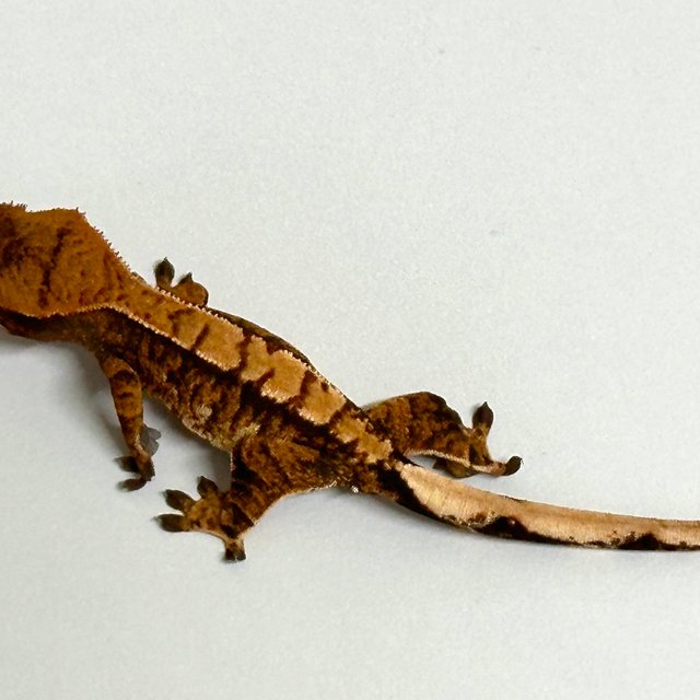 노멀 트라이 익스트림할리퀸 텐저린