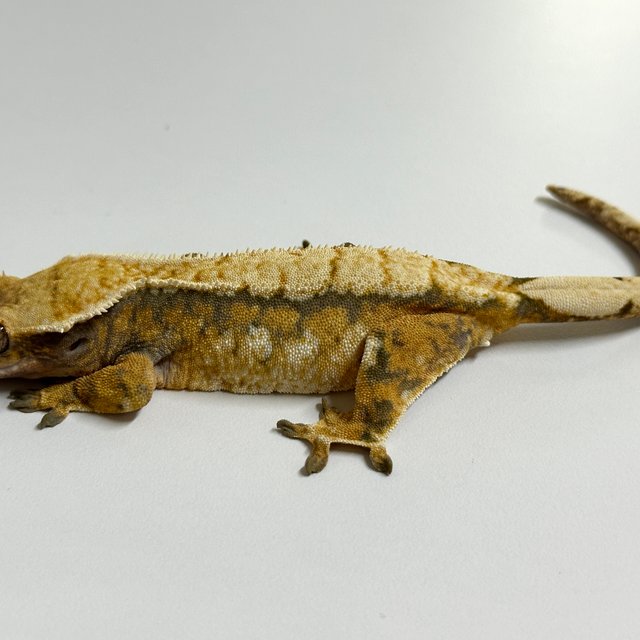 노멀 트라이 익스트림할리퀸