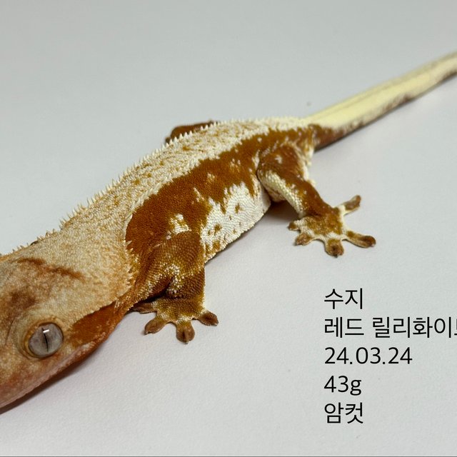 릴리화이트 레드