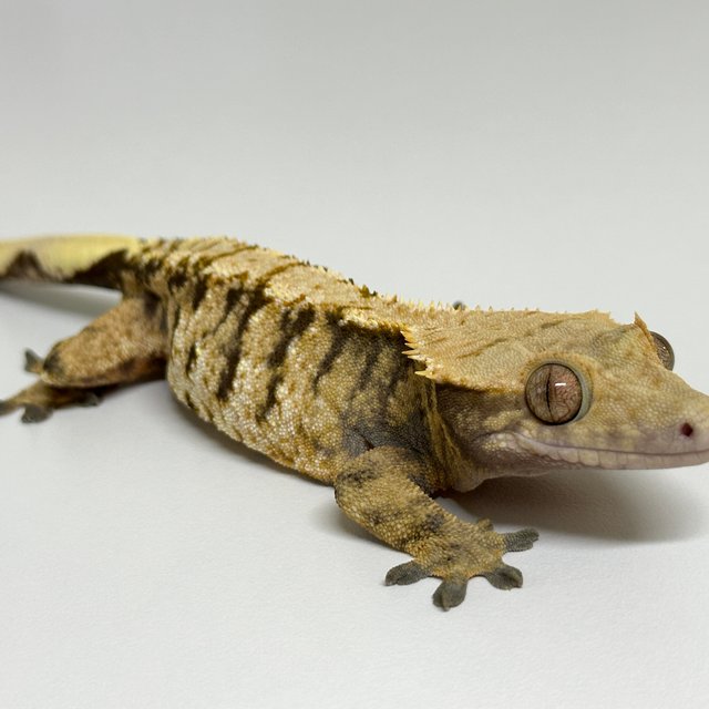 노멀 트라이 익스트림할리퀸 타이거