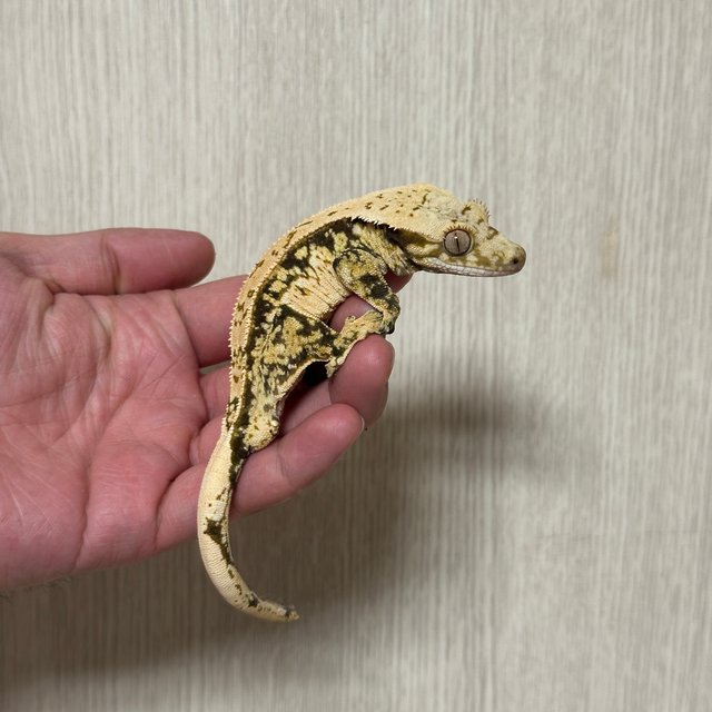 노멀 트라이 핀스트라이프