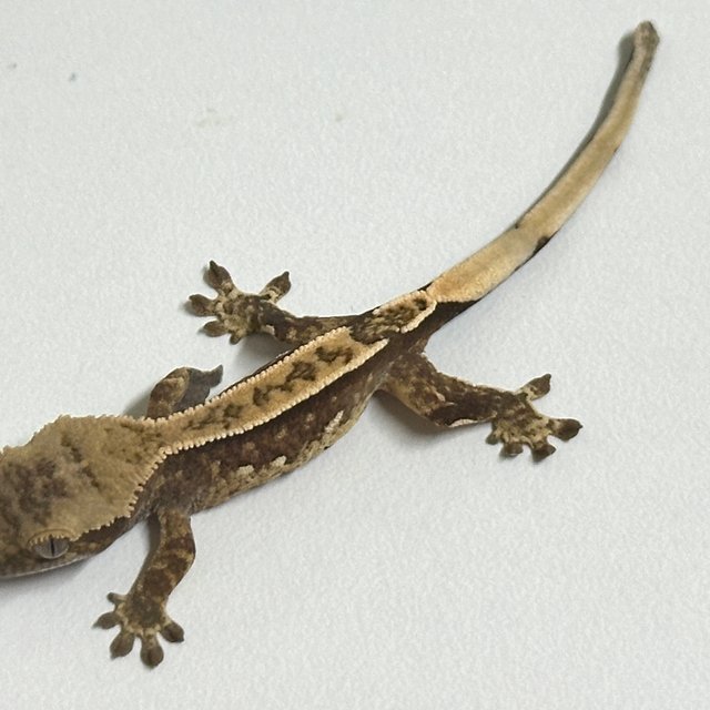 노멀 핀스트라이프