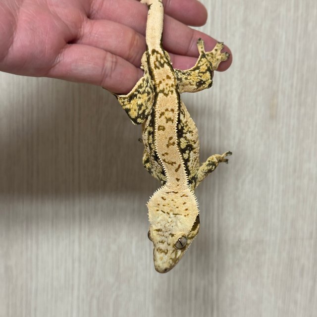 노멀 트라이 핀스트라이프