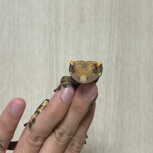 노멀 트라이 익스트림할리퀸