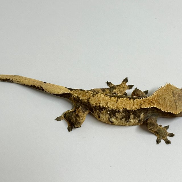 노멀 트라이 익스트림할리퀸