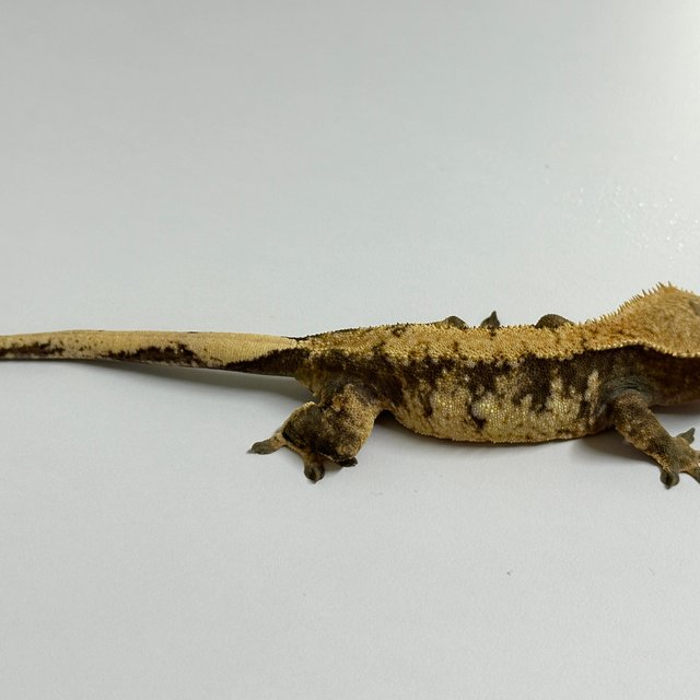 노멀 트라이 익스트림할리퀸