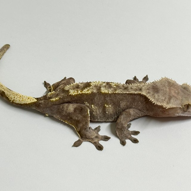 노멀 트라이 익스트림할리퀸 레드