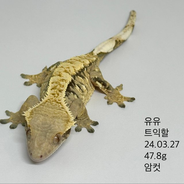 노멀 트라이 익스트림할리퀸