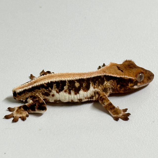 릴리화이트 솔리드백