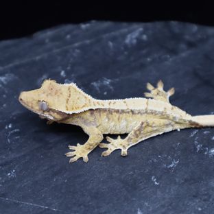트라이