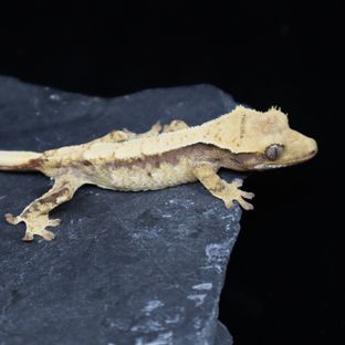 트라이