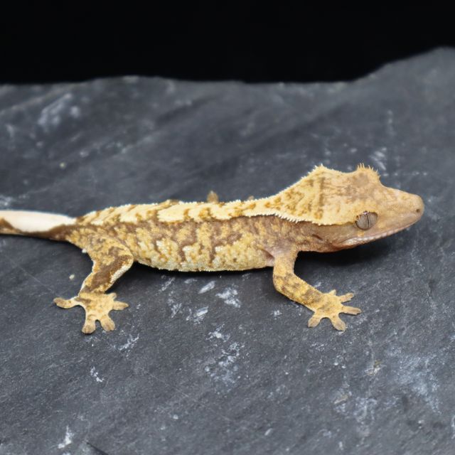 트라이 100%헷아잔틱