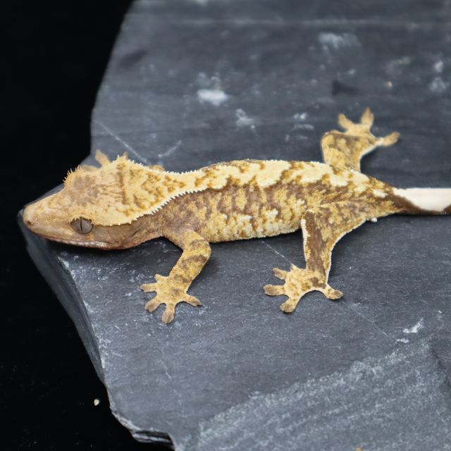 트라이 100%헷아잔틱