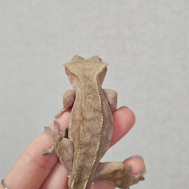 벅스킨 다크
