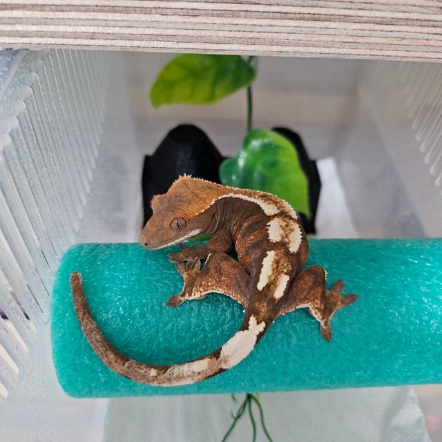세이블