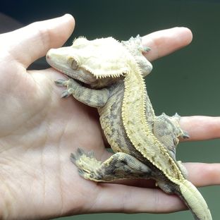 바브 트라이 익스트림할리퀸