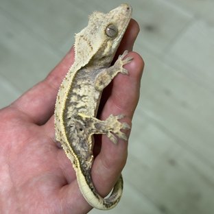 트라이 화이트스팟