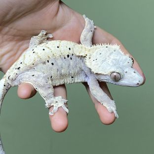 달마시안