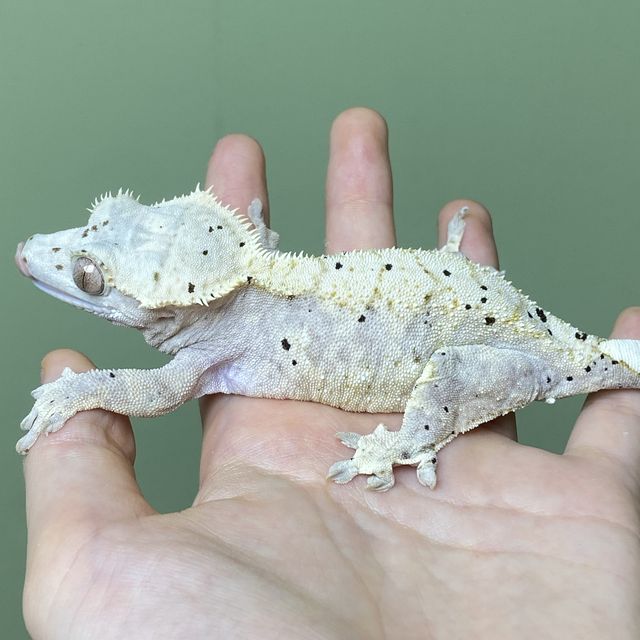 달마시안