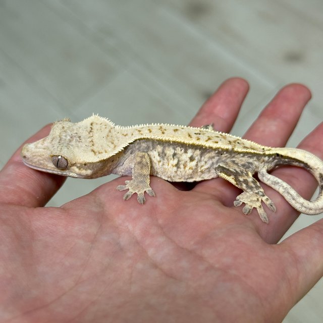 트라이 화이트스팟