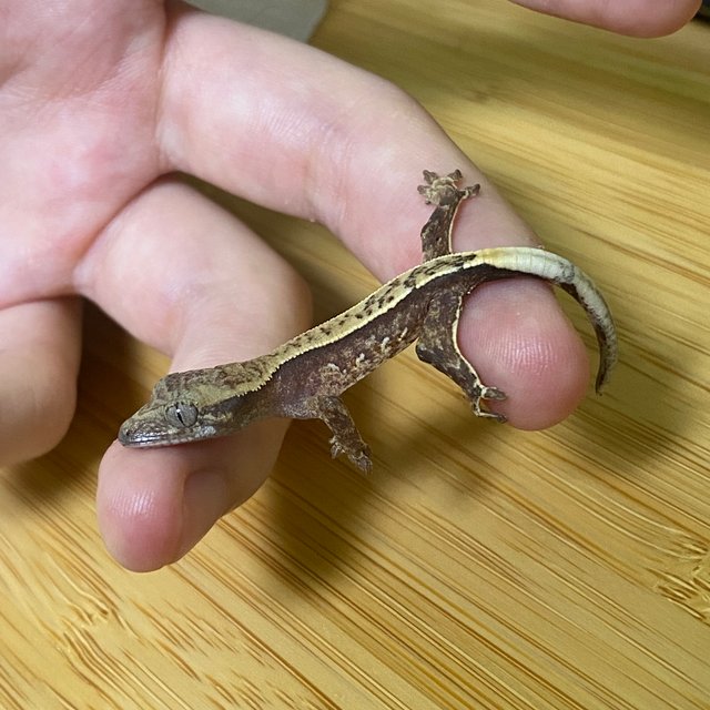 트라이 화이트스팟