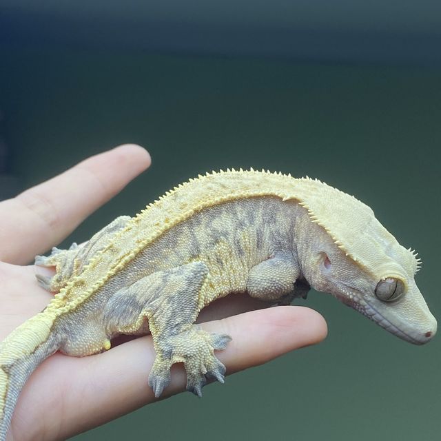 바브 트라이 익스트림할리퀸