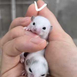 루시스틱