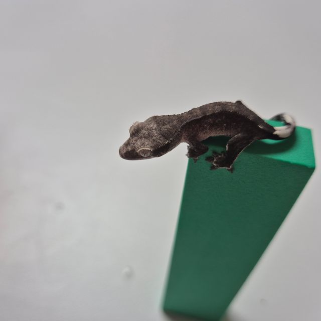 아잔틱 패턴리스